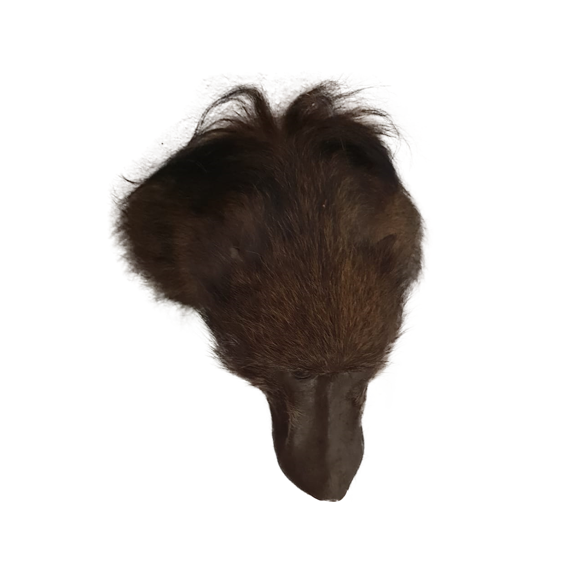 Baboon Shoulder Mount - Image 5