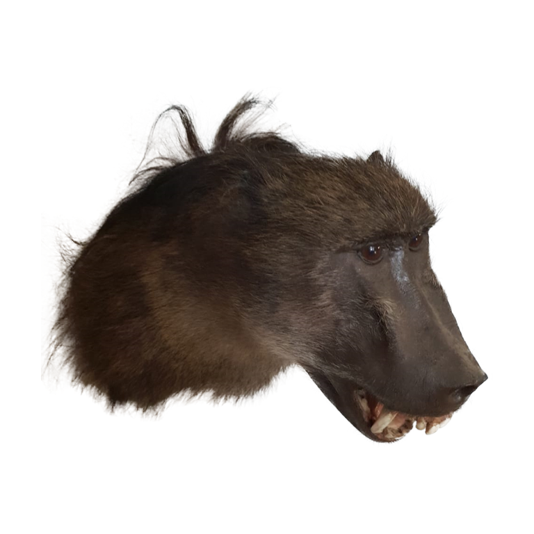 Baboon Shoulder Mount - Image 6