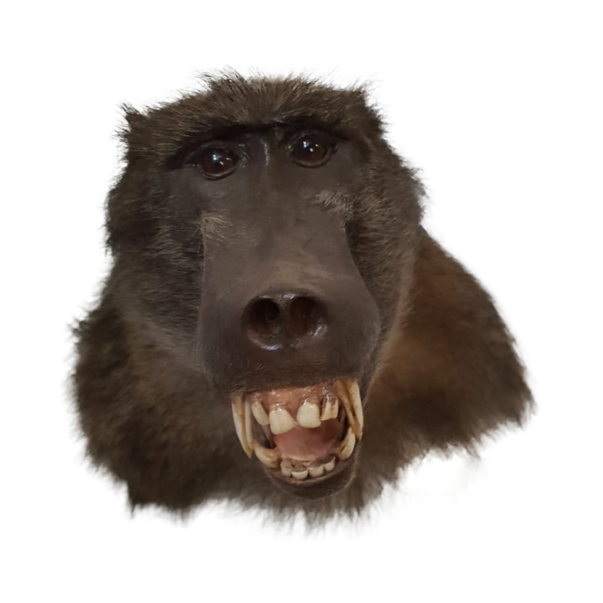 Baboon Shoulder Mount - Image 7