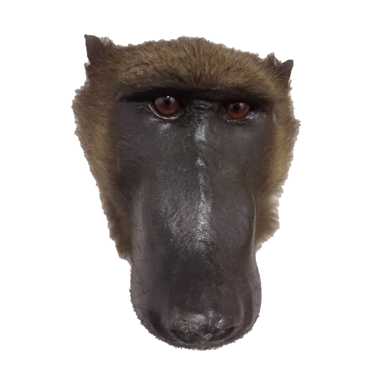 Baboon Shoulder Mount