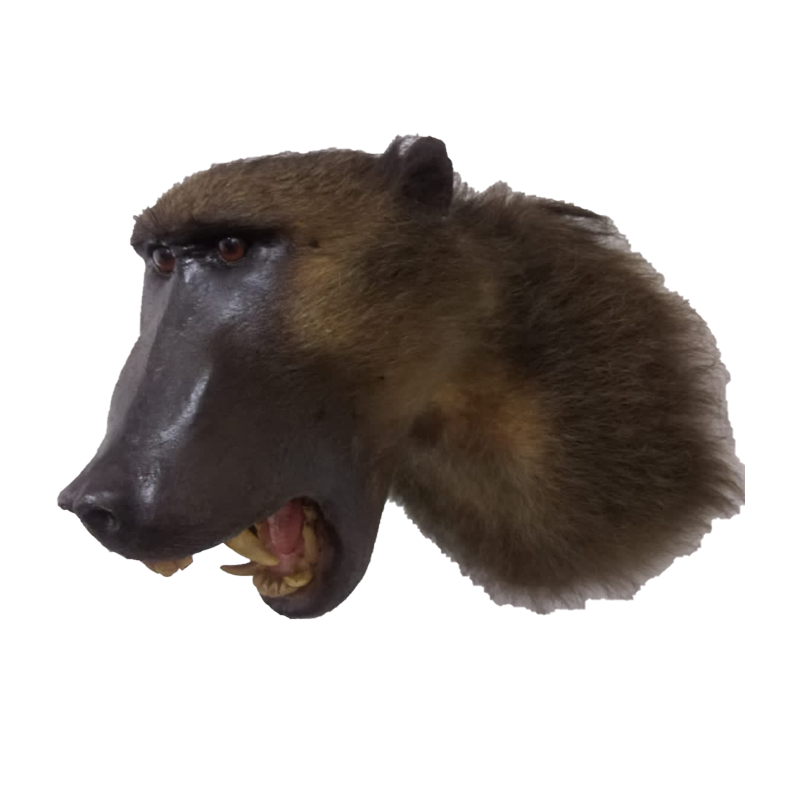 Baboon Skull - BSM100 - Image 3