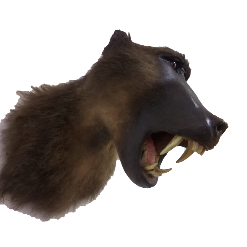 Baboon Skull - BSM100