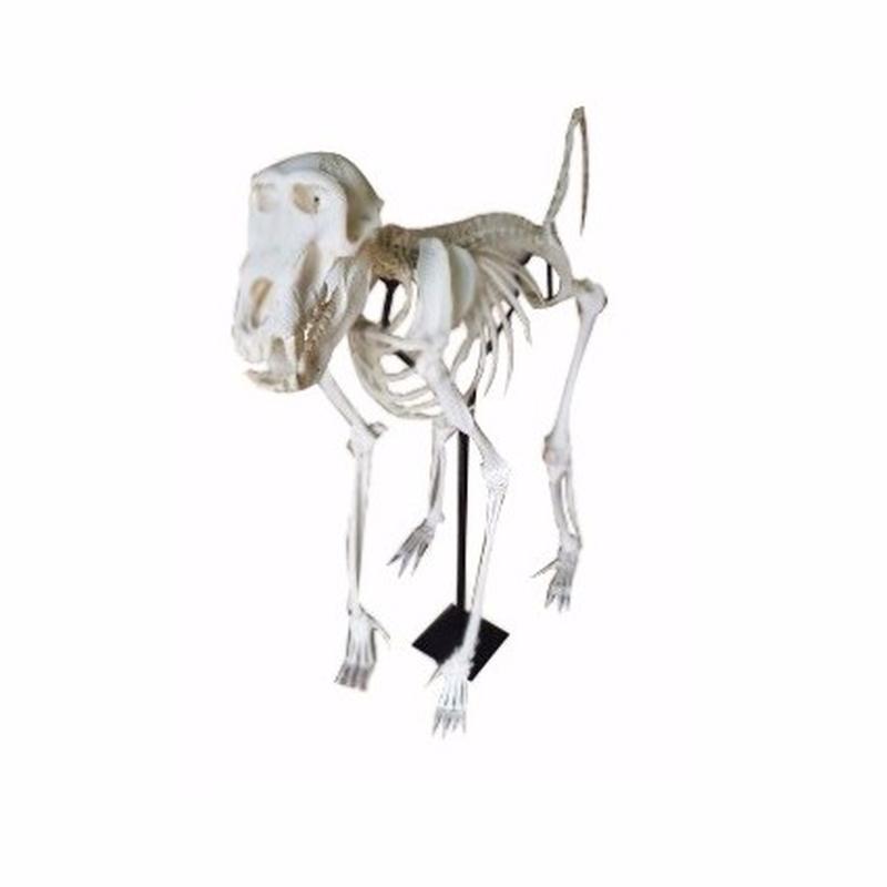 BABOON SKELETON MOUNT - Image 2