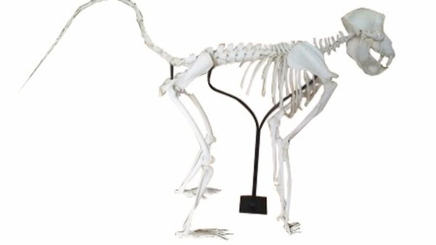 BABOON SKELETON MOUNT - Image 3