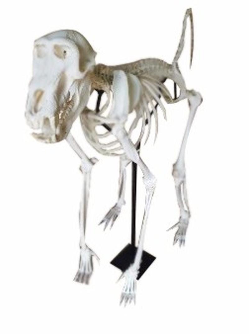 BABOON SKELETON MOUNT - Image 4