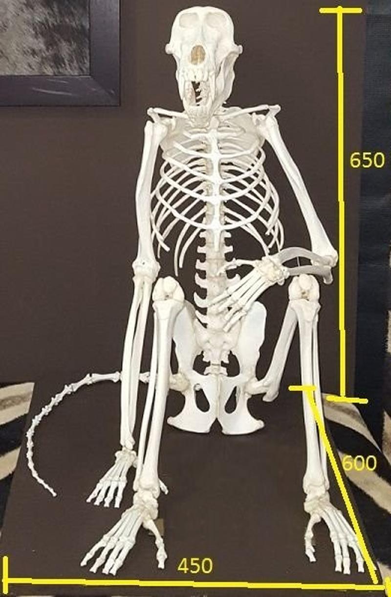 BABOON SKELETON MOUNT - Image 5