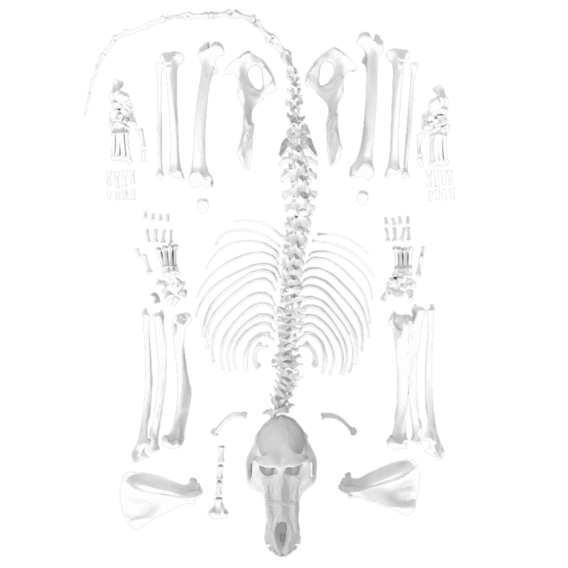 Baboon Skeleton - Unmounted BSUM100 - Image 2