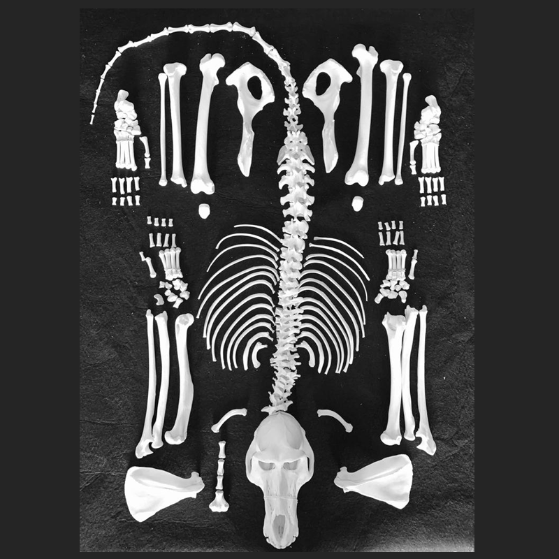 Baboon Skeleton - Unmounted BSUM100
