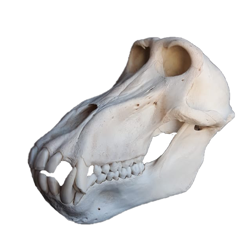 Baboon Skull - BS100 - Image 2