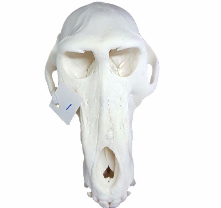 Baboon Skull - BS01 - Image 2