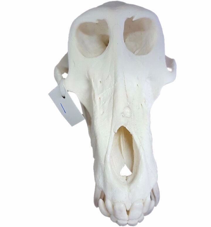 Baboon Skull - BS01