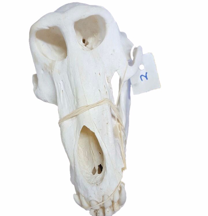 Baboon Skull - BS02 - Image 2
