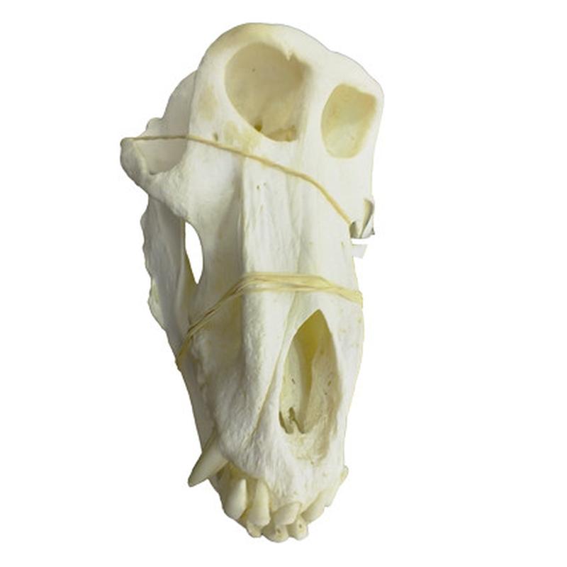 Baboon Skull - BS02 - Image 3