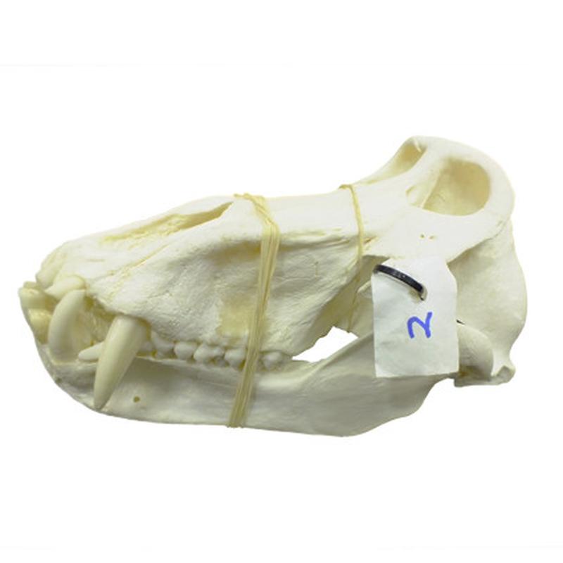 Baboon Skull - BS02 - Image 4