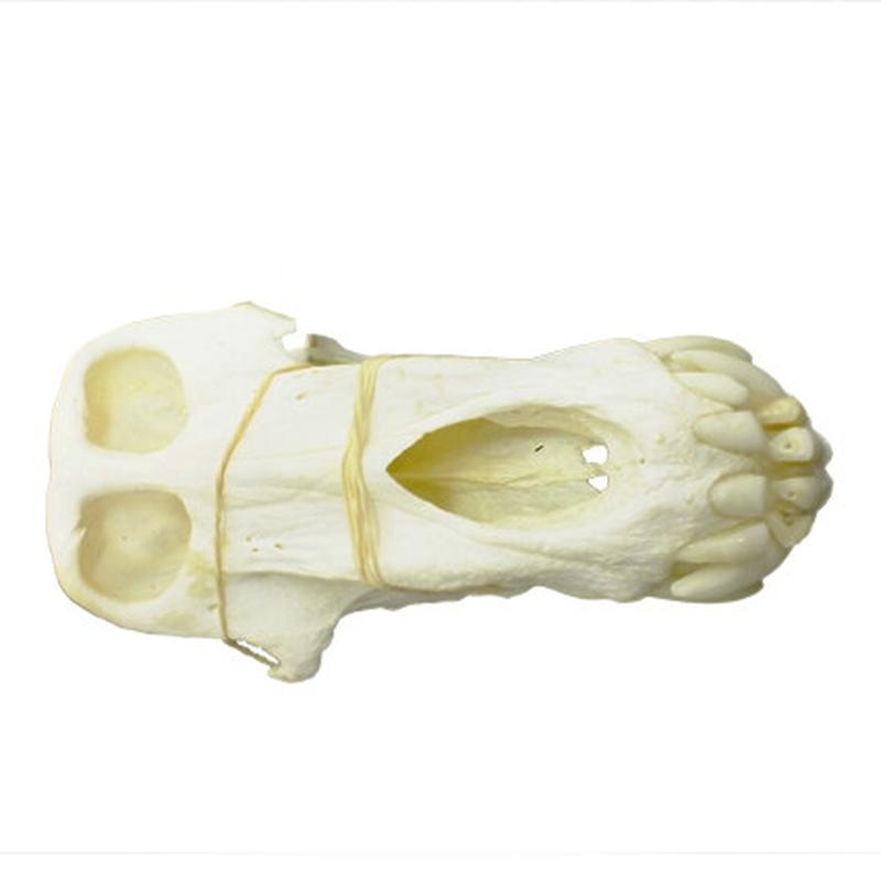 Baboon Skull - BS02 - Image 5