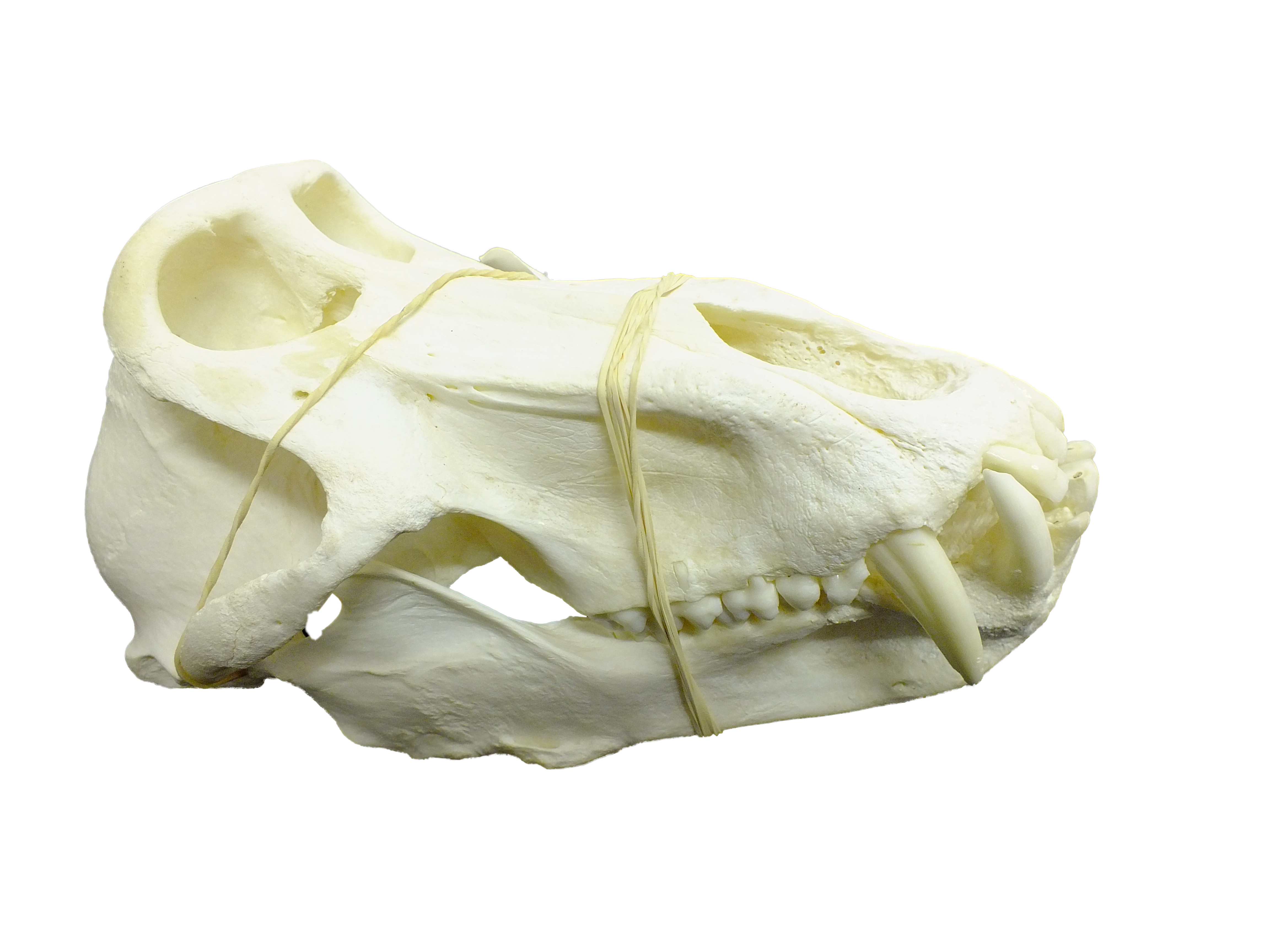 Baboon Skull - BS02 - Image 6