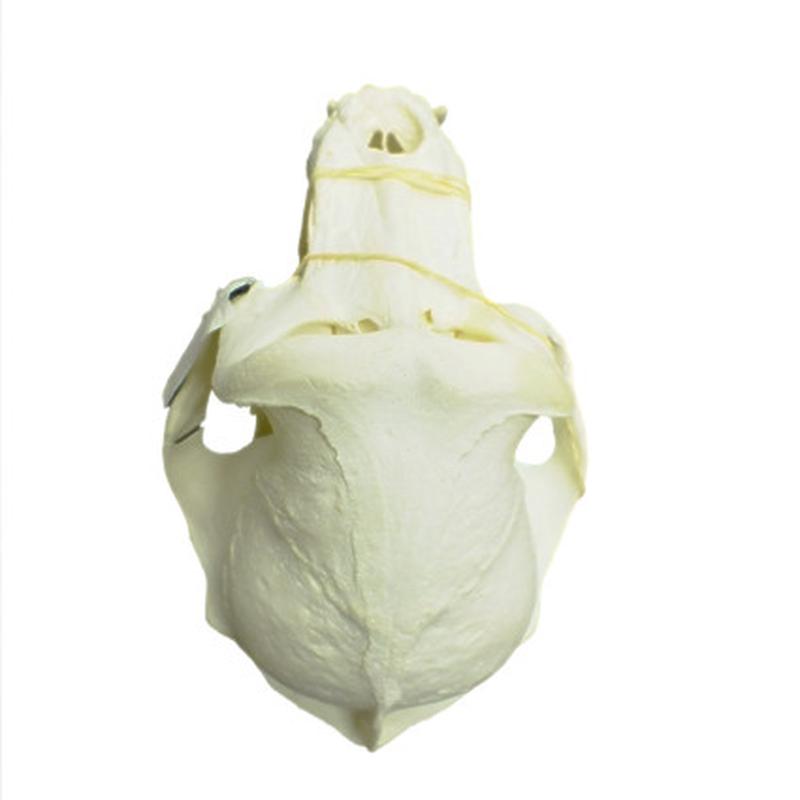 Baboon Skull - BS02 - Image 7