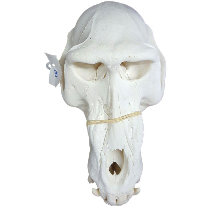 Baboon Skull - BS03