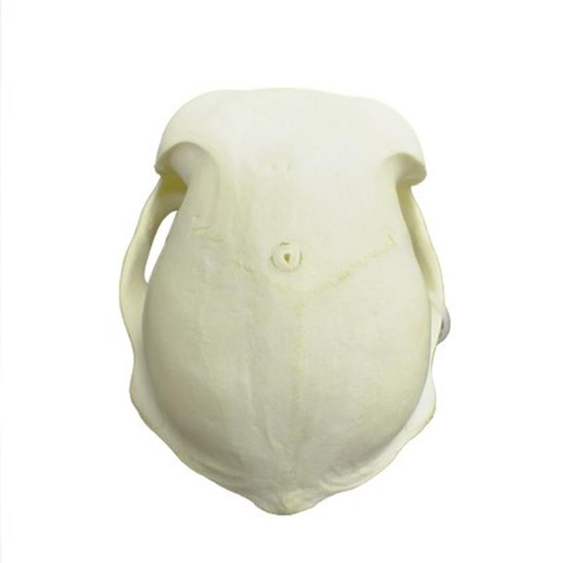 Baboon Skull - BS04 - Image 2