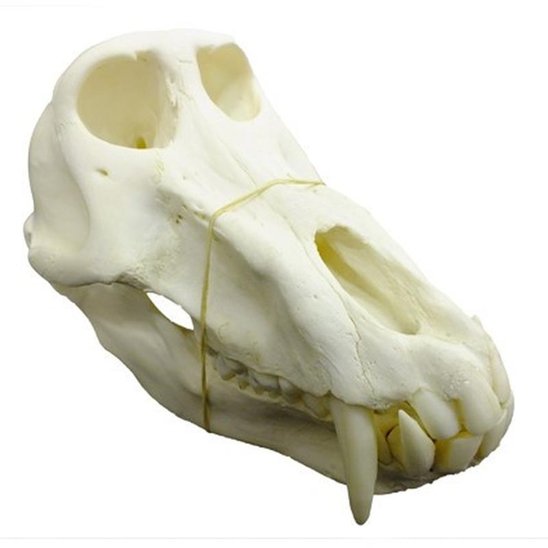 Baboon Skull - BS04 - Image 3