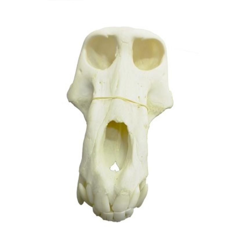 Baboon Skull - BS04 - Image 4