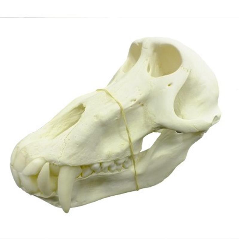 Baboon Skull - BS04 - Image 5
