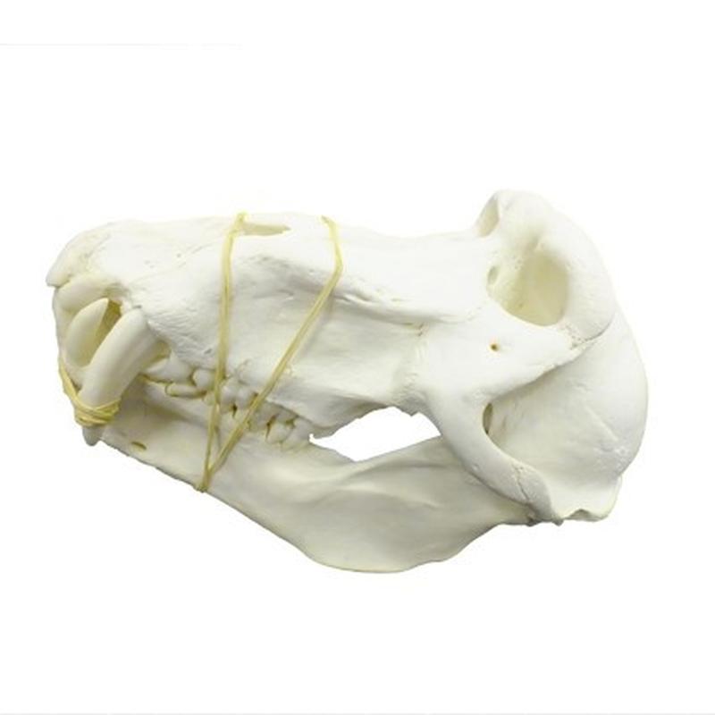 Baboon Skull - BS05 - Image 2