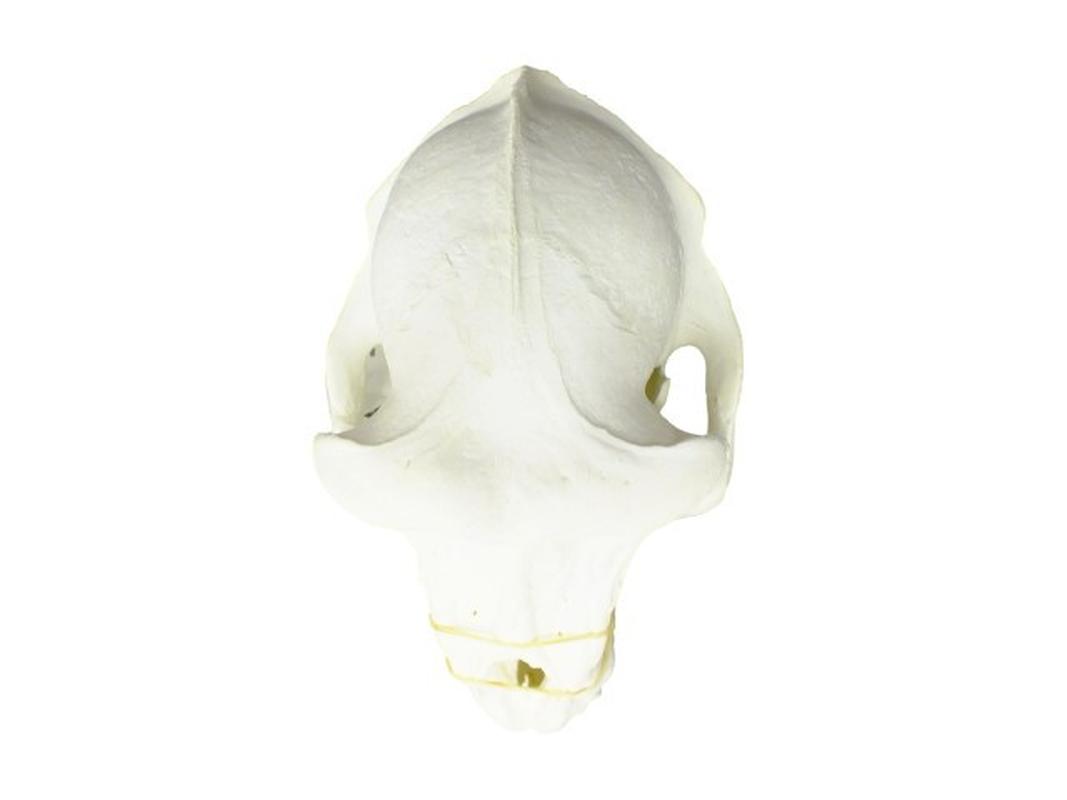 Baboon Skull - BS05 - Image 3