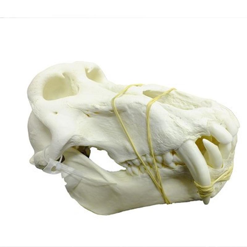 Baboon Skull - BS05 - Image 4