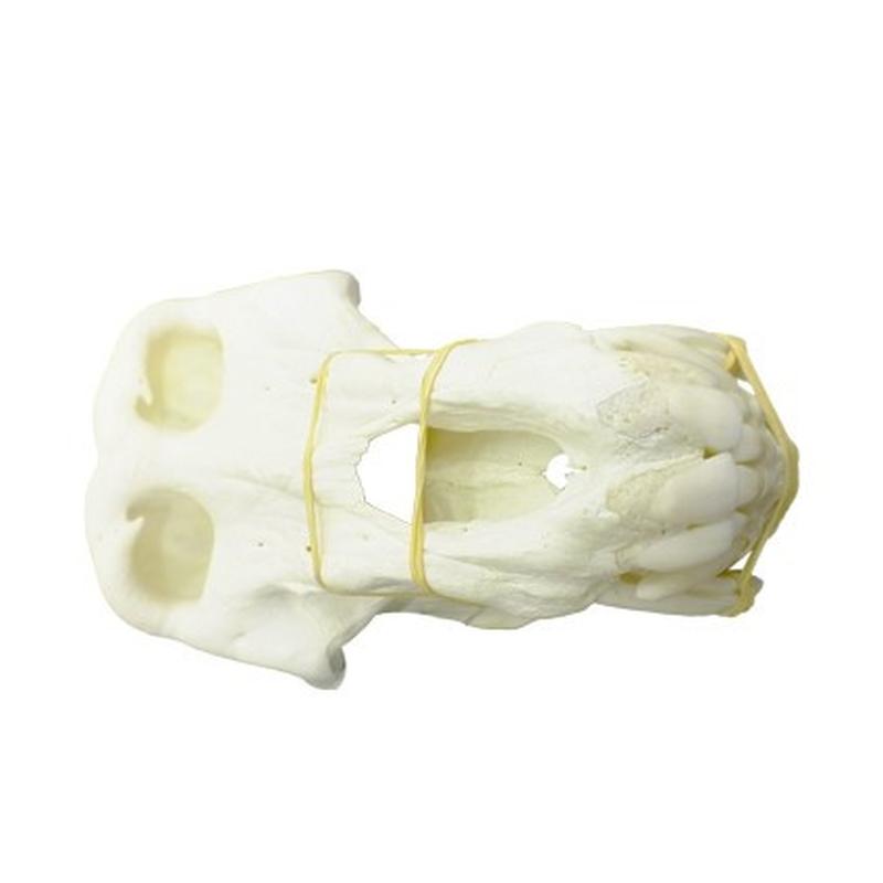 Baboon Skull - BS05 - Image 5