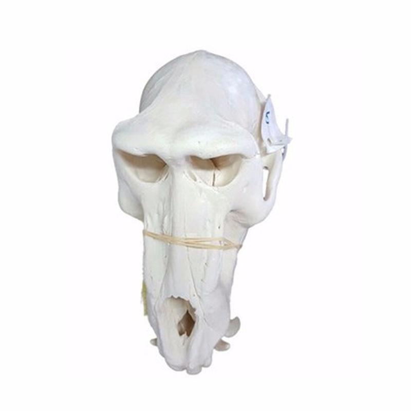 Baboon Skull - BS06