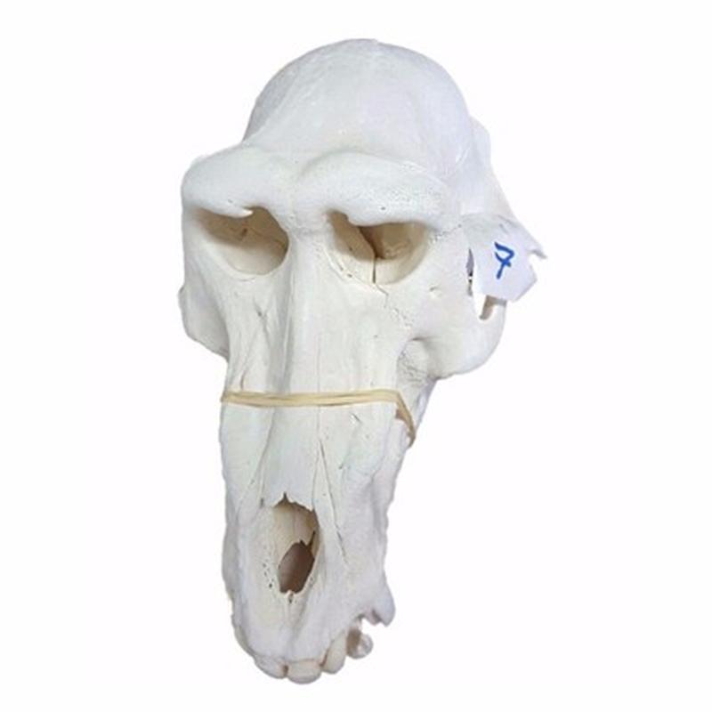 Baboon Skull - BS07