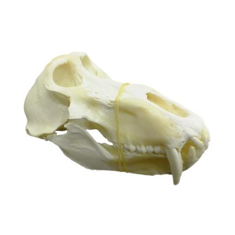 Baboon Skull - BS08 - Image 2
