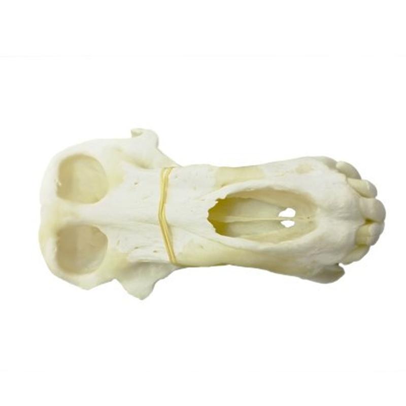 Baboon Skull - BS08 - Image 3
