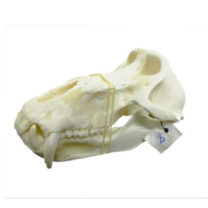 Baboon Skull - BS08 - Image 4