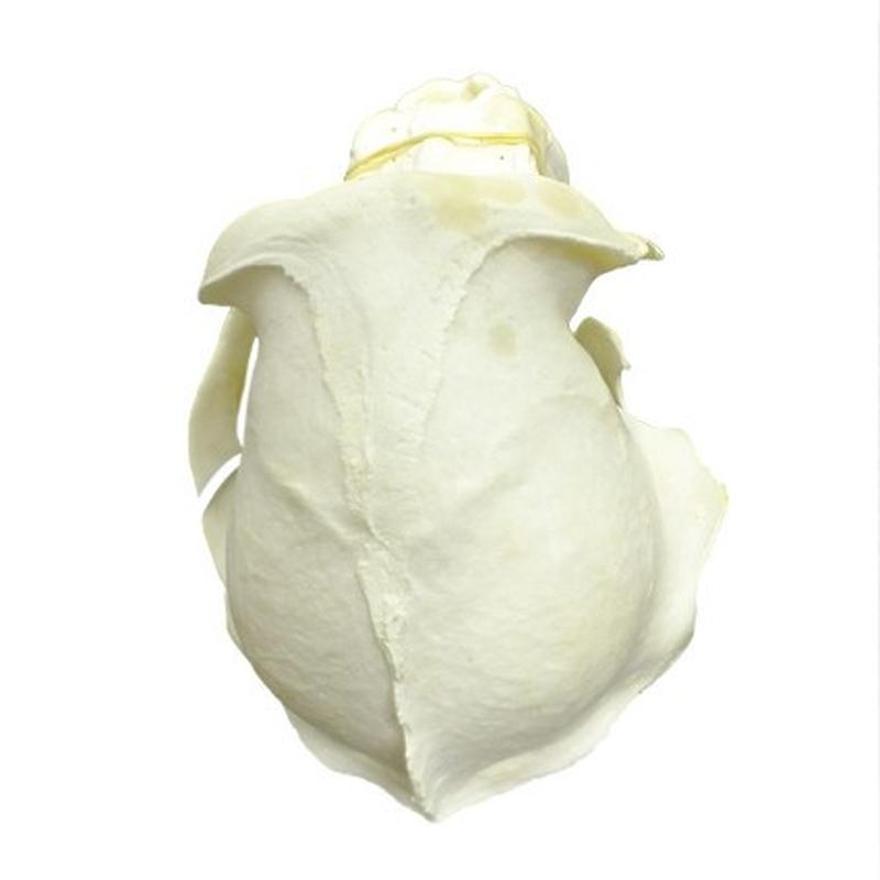 Baboon Skull - BS08 - Image 5
