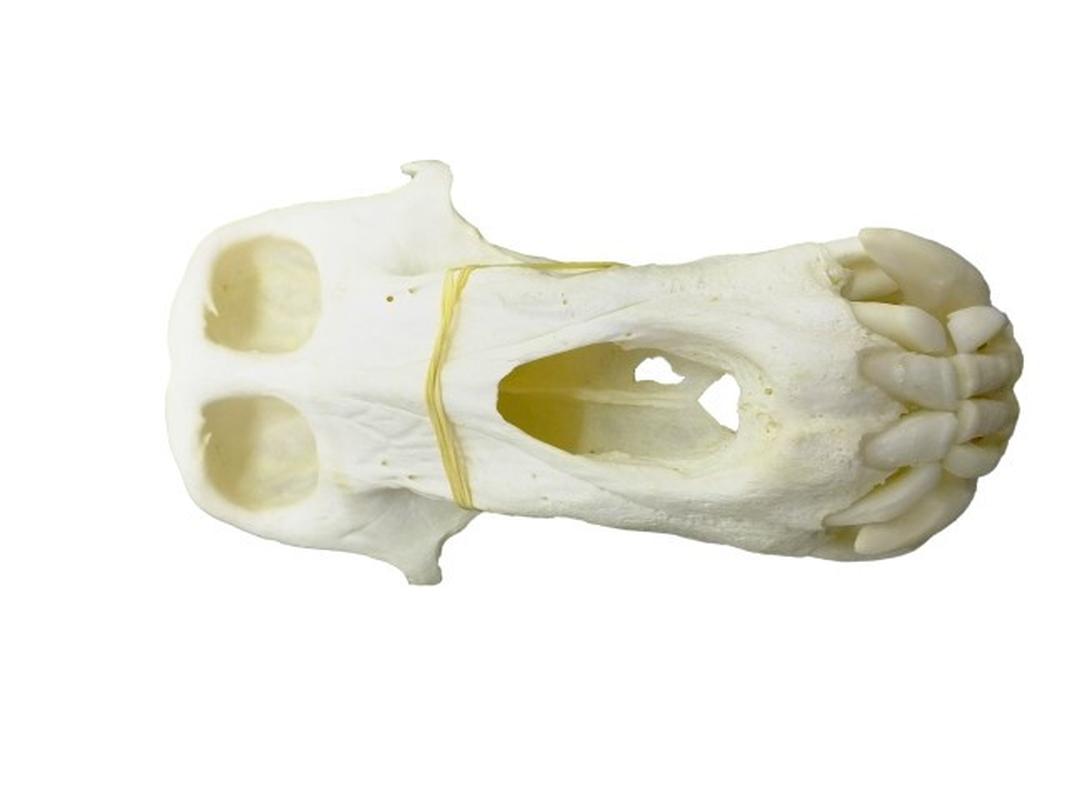 Baboon Skull - BS09 - Image 2