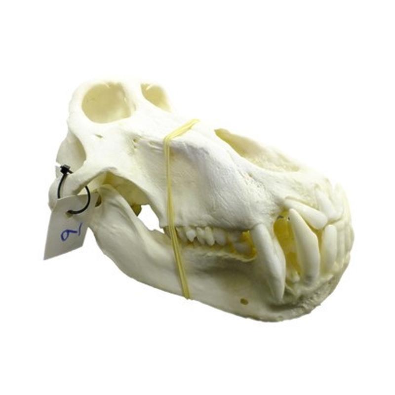 Baboon Skull - BS09 - Image 3