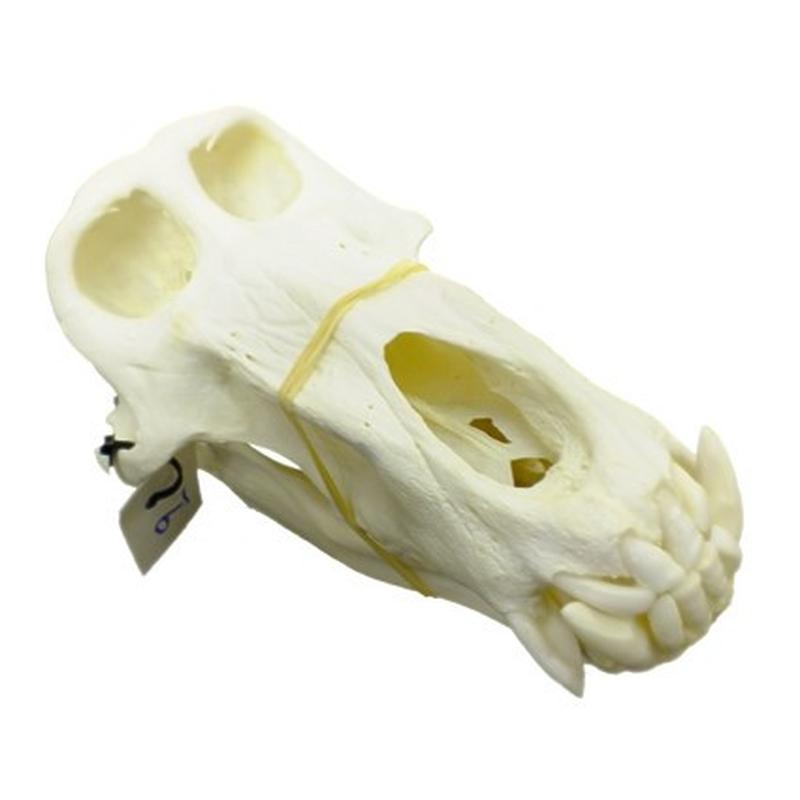 Baboon Skull - BS09 - Image 4