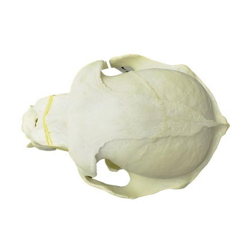 Baboon Skull - BS09 - Image 5
