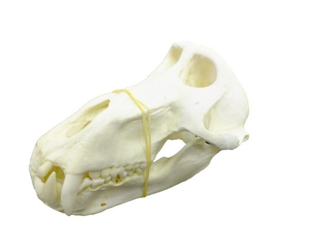 Baboon Skull - BS09 - Image 6