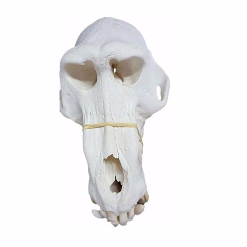 Baboon Skull - BS10