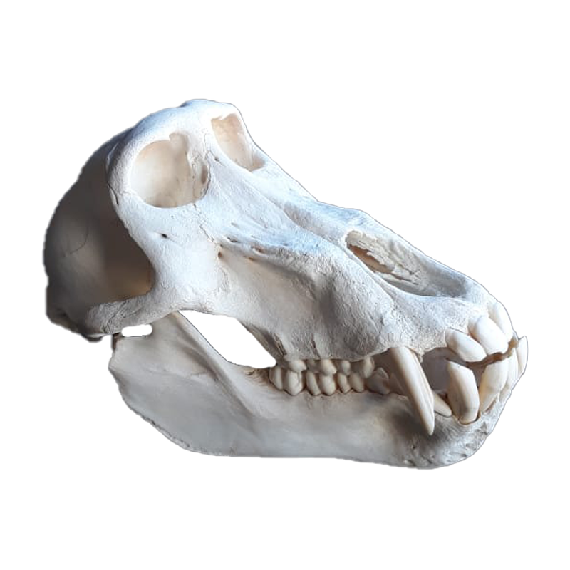 Baboon Skull - BS101 - Image 2