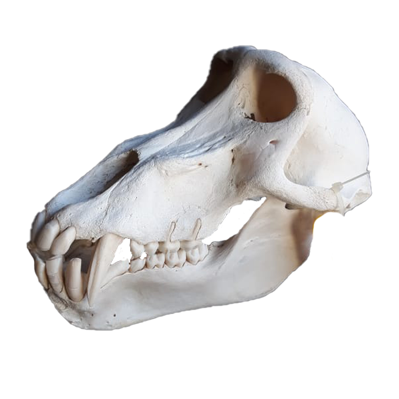 Baboon Skull - BS101