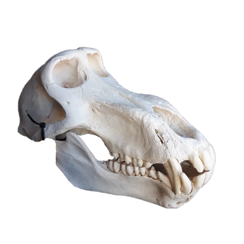 Baboon Skull - BS102 - Image 2