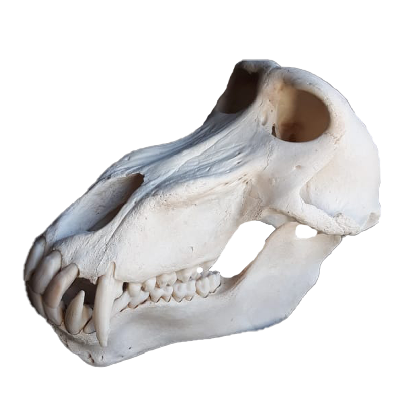 Baboon Skull - BS102