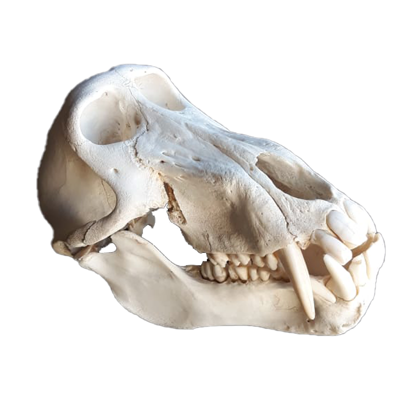 Baboon Skull - BS103 - Image 2