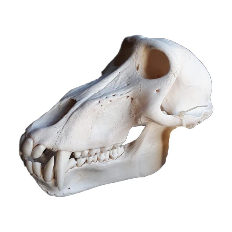 Baboon Skull - BS103