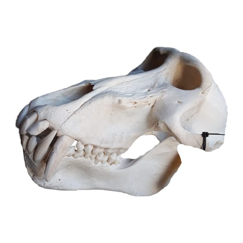 Baboon Skull - BS104 - Image 2