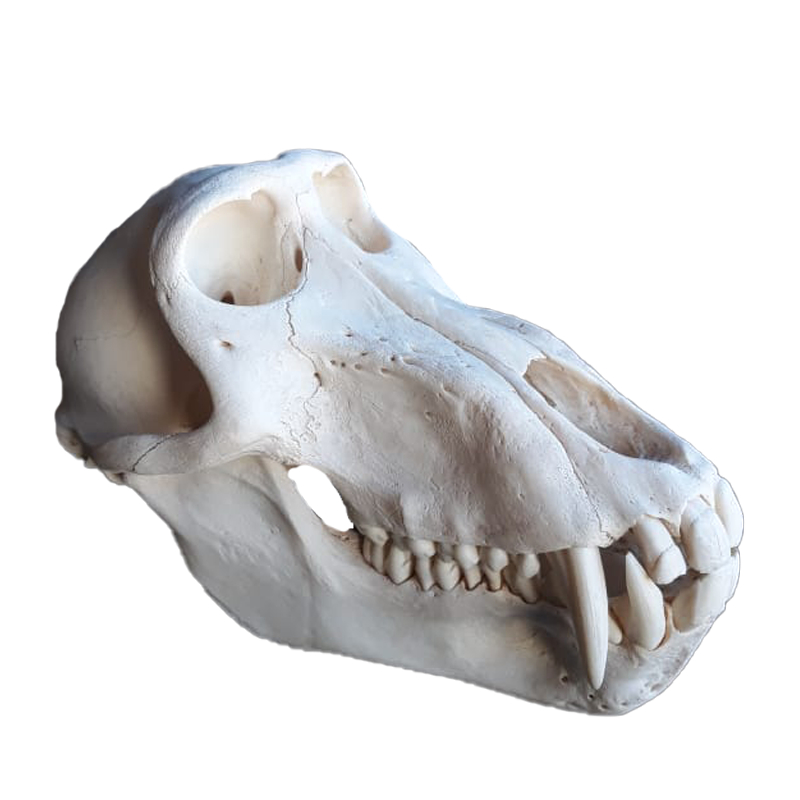 Baboon Skull - BS104